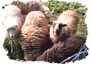 Schafe aus dem Tierpark