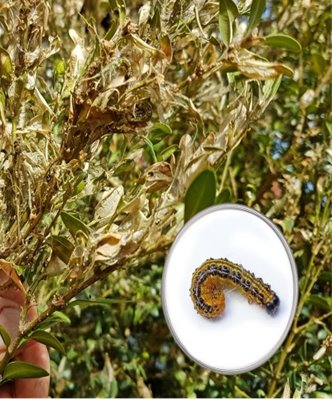 Buchsbaumzünsler - Entsorgung von Pflanzenteilen durch Befall